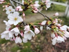-高东镇樱花园