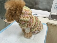 -美美宠物诊疗中心·异宠·骨科(滨江东信分院)