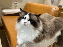 -藏猫猫咖啡主题馆(中央大道店)