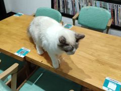 -猫色咖啡·猫咖