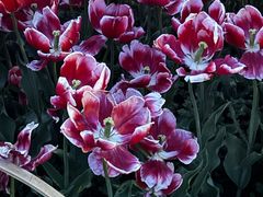 -玄武湖景区-情侣园游乐场