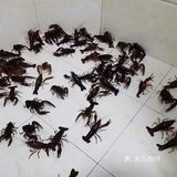 虾糕金黄，虾肉弹嫩，麻辣鲜香
