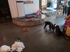 -百好乐宠物友好餐厅(朝外大街店)