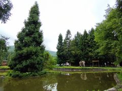 -武陵山森林公园