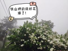 -铁山坪森林公园