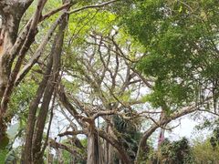 -瑞丽独树成林风景区