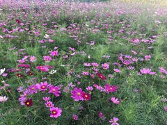 -洪湖湿地生态园