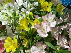 -植物学家的女儿(北马道巷店)