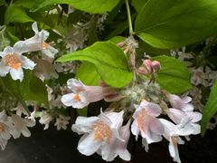 -麦当劳(展览路店)