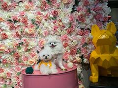 -百好乐宠物友好餐厅(朝外大街店)