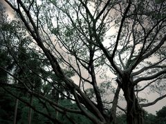 -云溪植物园