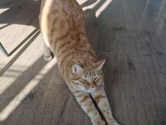 -东方名猫馆·英短金渐层布偶猫舍(环线广场1号楼店)