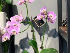 -何兮花店·气球派对鲜花店(马桥银春路万科城店)
