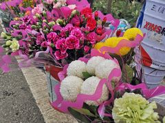 -三圣花乡旅游区