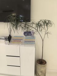 -安那般那皮肤年轻化ANAPANA