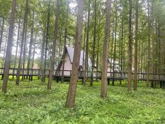 -黄海国家森林公园