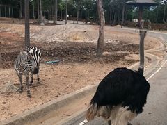 -清迈夜间动物园