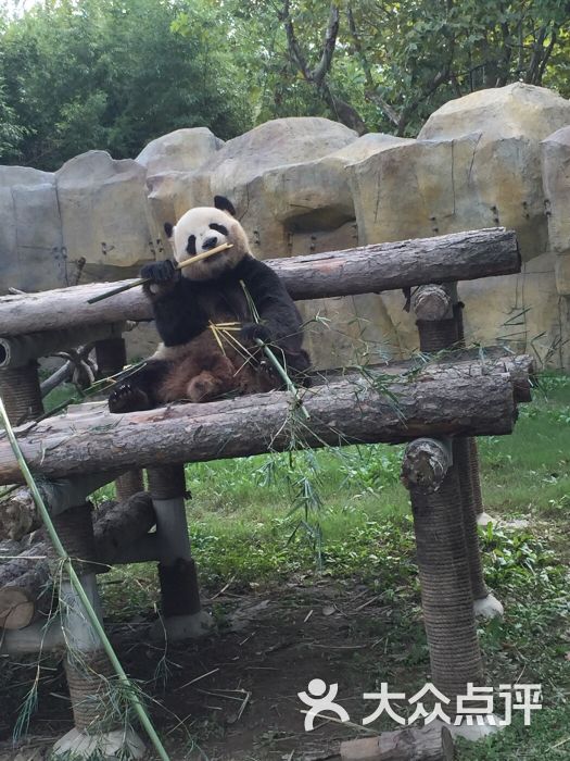 上海野生動物園-圖片-上海周邊遊-大眾點評網