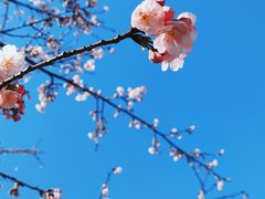 -杭州植物园