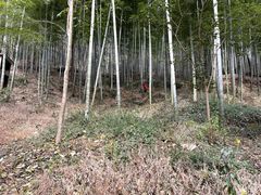 -上海佘山国家森林公园天马山园