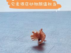 -蜈支洲岛珊瑚酒店临海阁中餐厅