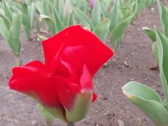 -长春公园(普阳街道)