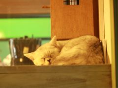 -猫咪博物馆(顶澳仔猫街店)