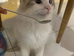 -平行世界·猫咖(首经贸店)