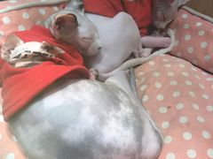 -藏猫猫咖啡主题馆(中央大道店)