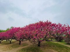 -莲花池公园