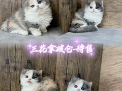 -小猫来了·猫舍(红山六九七九店)