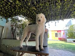 -汪说喵讲宠物乐园宠物酒店(红星美凯龙店)