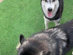 -汪说喵讲宠物乐园宠物酒店(红星美凯龙店)