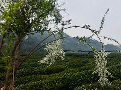 -中国茶叶博物馆(双峰馆区)