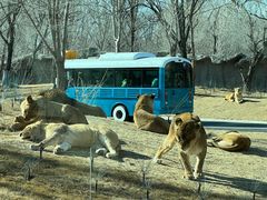 -北京野生动物园
