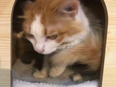 -绒爪撸猫下午茶·猫咖