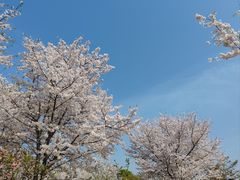 -顾村公园