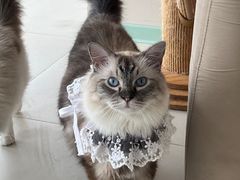 -怪兽屋·羊驼·猫咖·狗咖(俊华广场店)