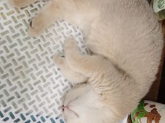 -逗柴咖啡屋·狗咖猫咖宠物桌游