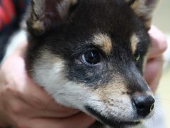 -逗柴咖啡屋·狗咖猫咖宠物桌游