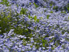 -花开海上生态园