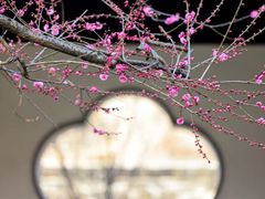 -梅花山(明孝陵内)