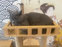-Let's go狗咖·猫咖·奶狗·桌游(春熙路IFS店)
