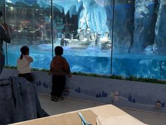 -帝企鹅自助餐厅•儿童岛•真企鹅(长隆企鹅酒店)