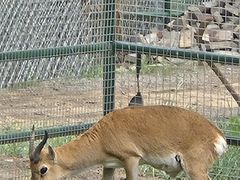 -青藏高原野生动物园