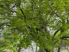 -元大都城垣遗址公园