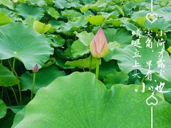 -嘉北郊野公园