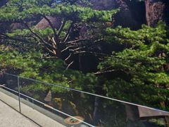 -黄山玉屏楼宾馆餐厅