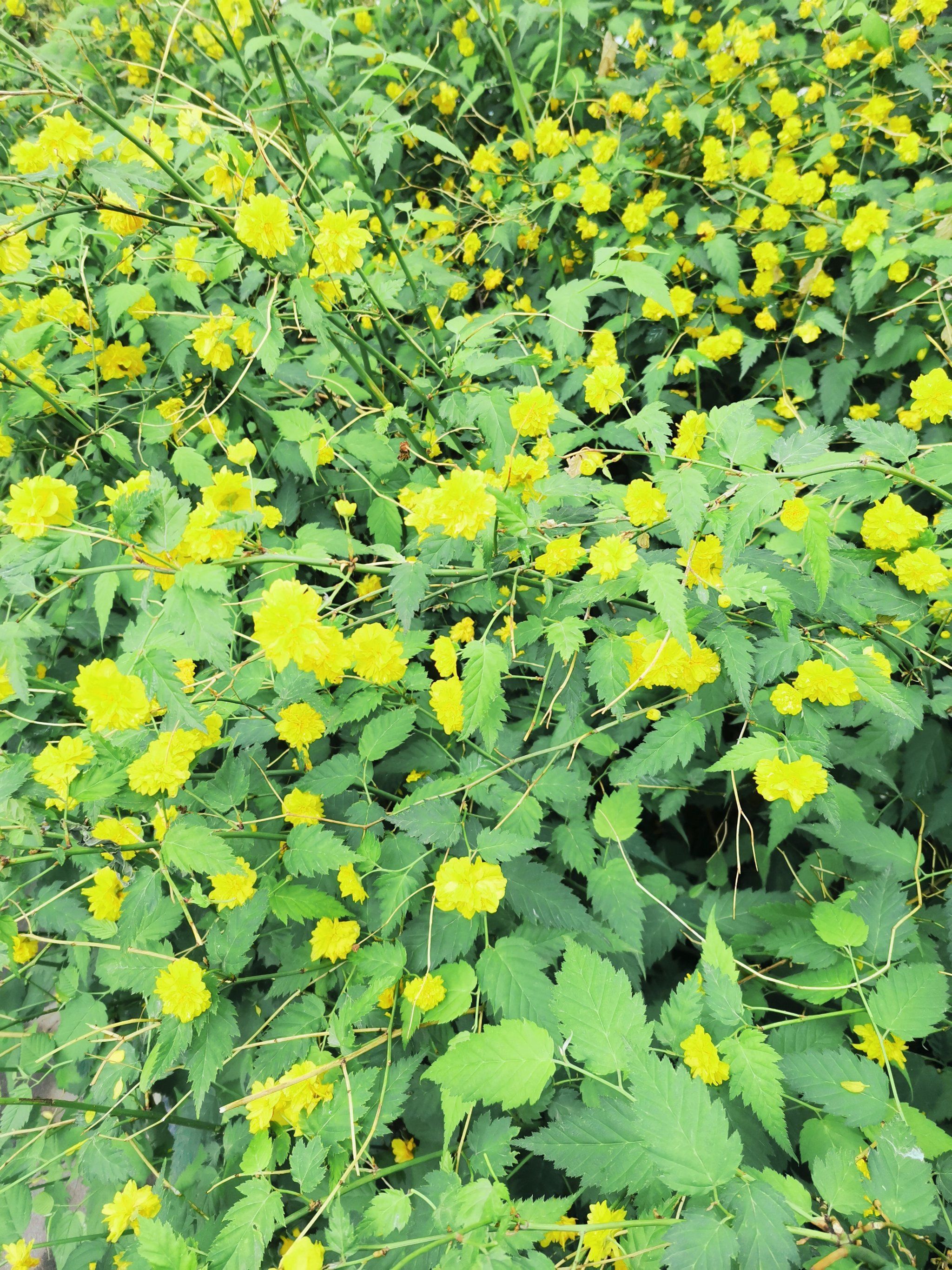星星点点的小黄花!开的也很浪漫!