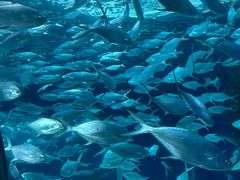 -上海海洋水族馆